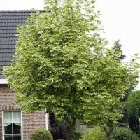 Клен остролистный Друммонди (Acer platanoides Drummondii), H180-200; С15